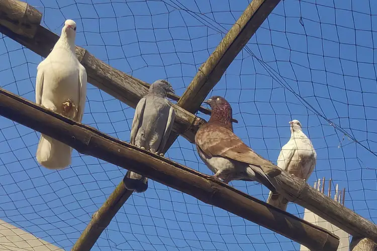 Are Pigeons Smart Or Dumb Compared To Other House Animals?