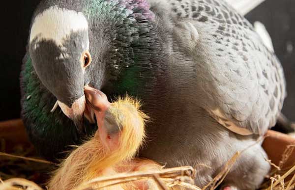 Baby Pigeon Habitat