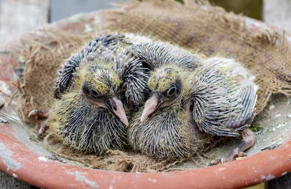 Baby Pigeons