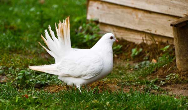 Benefits Of Grass Seeds To Pigeons 