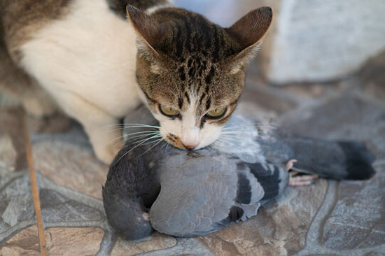 Can Cats Eat Dead Pigeons