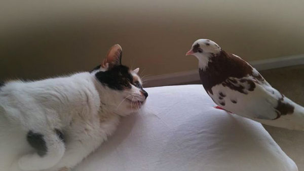Can Cats Live In The Same Home With Pigeons