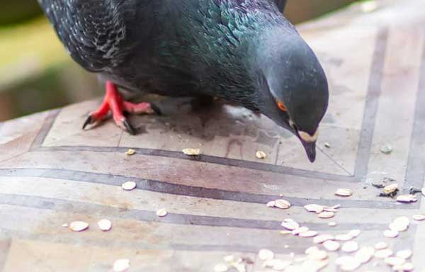 Can Pigeons Consume Different Types of Oats