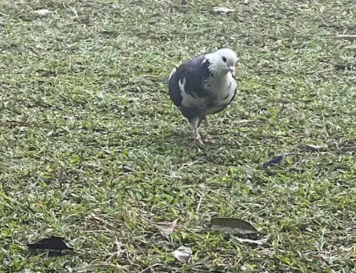 Can Pigeons Survive By Only Eating Bees