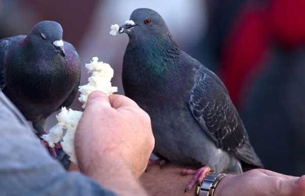 Can You Feed Bread To Pigeons