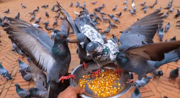 Can You Feed Corns To Pigeons