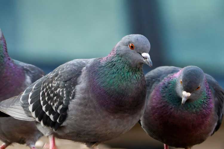 Do Pigeons Eat Fish? Is It Healthy or Harmful For Them?