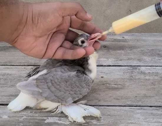 Can You Feed Mealworms To Baby Pigeons