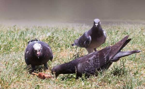 Can You Feed Meat to Pigeons