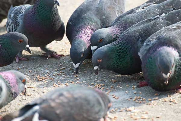 Can You Feed Oats To Pigeons