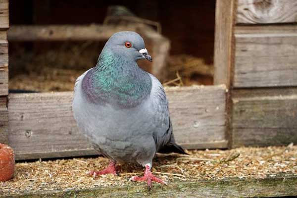 Can You Feed Other Bird’s Eggs To Pigeons