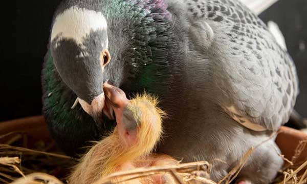 Can You Feed Peanuts To Baby Pigeons