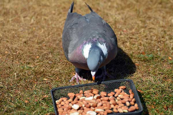 Can You Feed Peanuts To Pigeons
