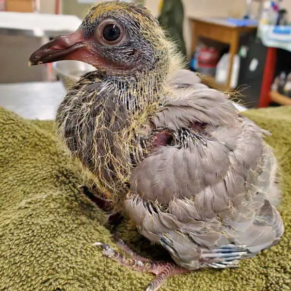 Can You Feed Plants To Baby Pigeons