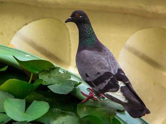 Can You Feed Plants To Pigeons
