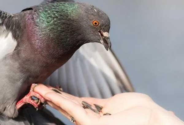 Can You Feed Sunflower Seeds To Pigeons