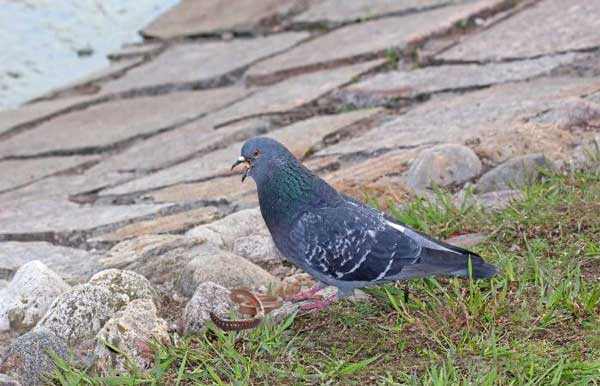 Can You Feed Worms To Pigeons