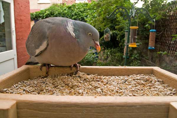Can you Feed a Pigeon from Bird Feeder