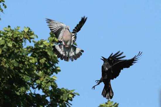 Crow and Pigeon Flight