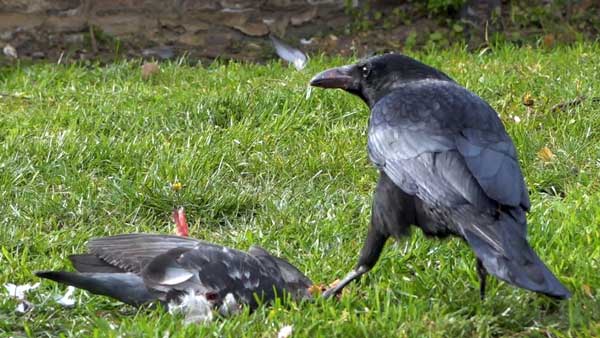 Crow and Pigeon Natural Behaviors