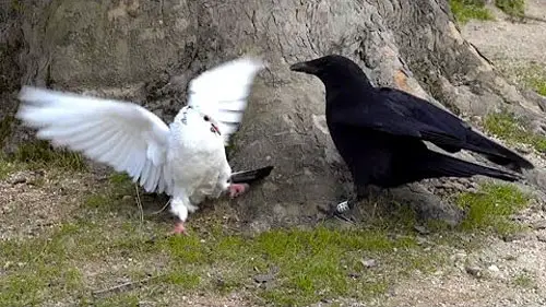 Crow vs Pigeon