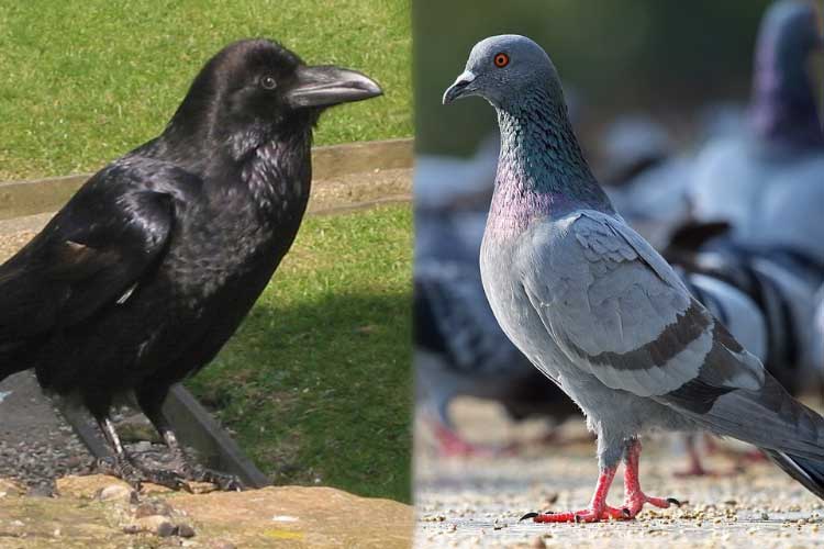 Crow vs Pigeon: Who Would Win a Fight? Will Crows Eat Them?