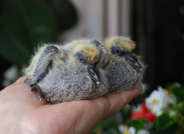 Diet of Baby Pigeons