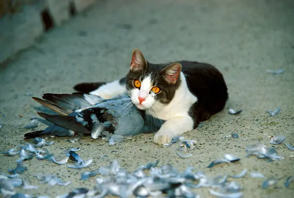 Do Cats Eat Pigeon Heads