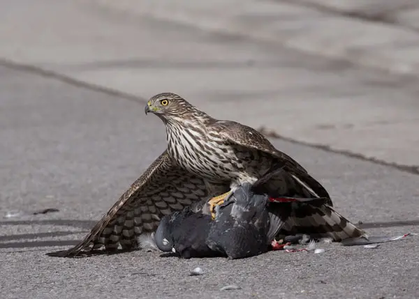 Do Cooper's Hawks Eat Pigeons