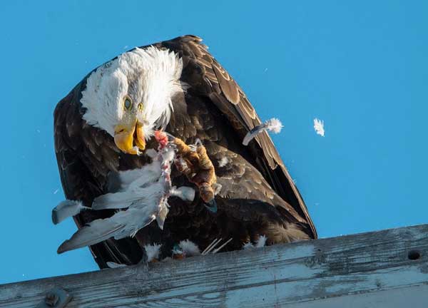 Do Eagles Eat Pigeons