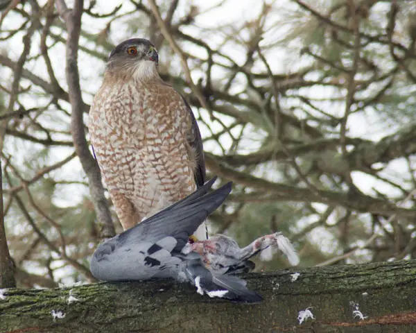 Do Hawks Eat Pigeons