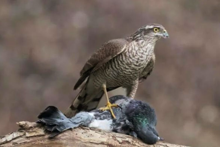 Do Hawks Eat Pigeons