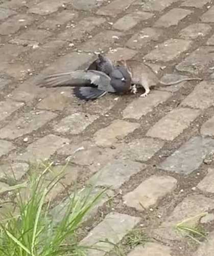 Do Mice Attack Or Eat Pigeons