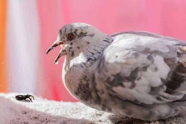 Do Pigeons Eat Ants? – The Astonishing Truth About Pigeon Diets