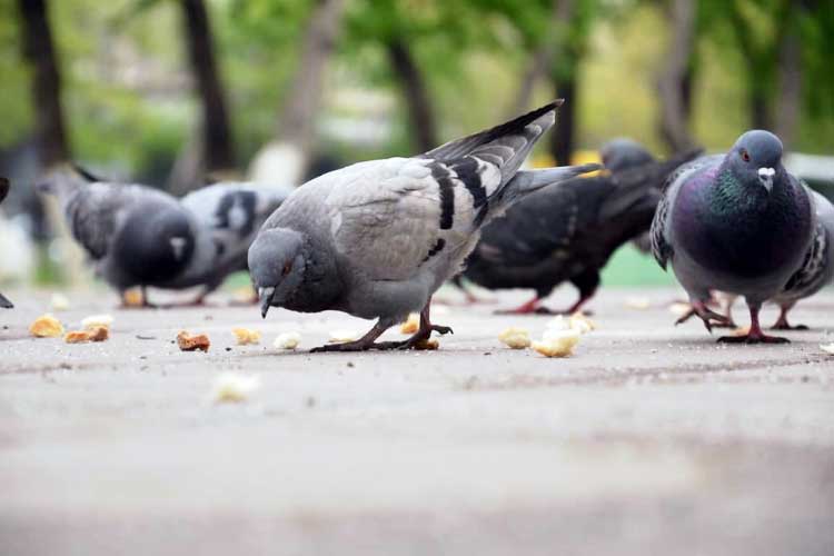 Do Pigeons Eat Bread