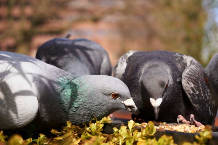 Do Pigeons Eat Corn? – Is This Healthy For Pigeons?