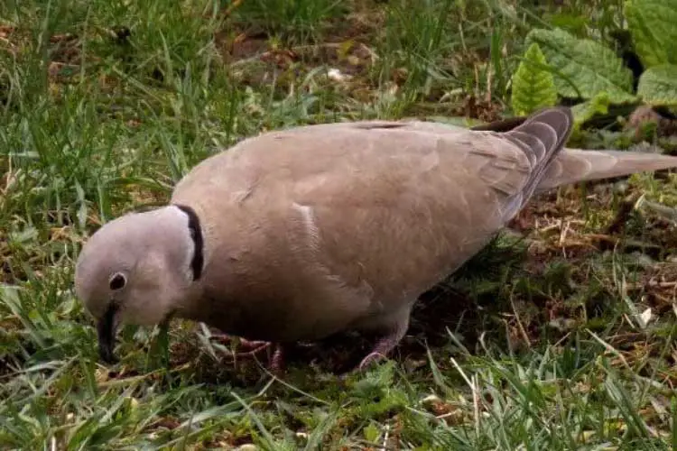Do Pigeons Eat Grass? – Is Grass A Good Source of Diet for Pigeons?