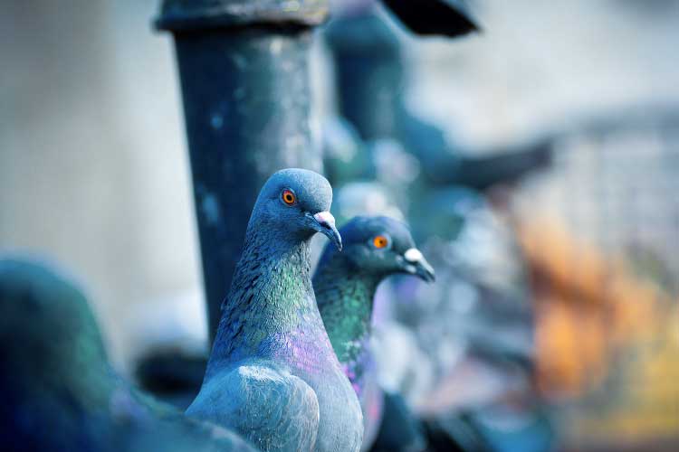 Do Pigeons Eat Insects? Is It Safe For Them?