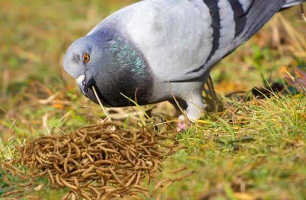 Do Pigeons Eat Mealworms