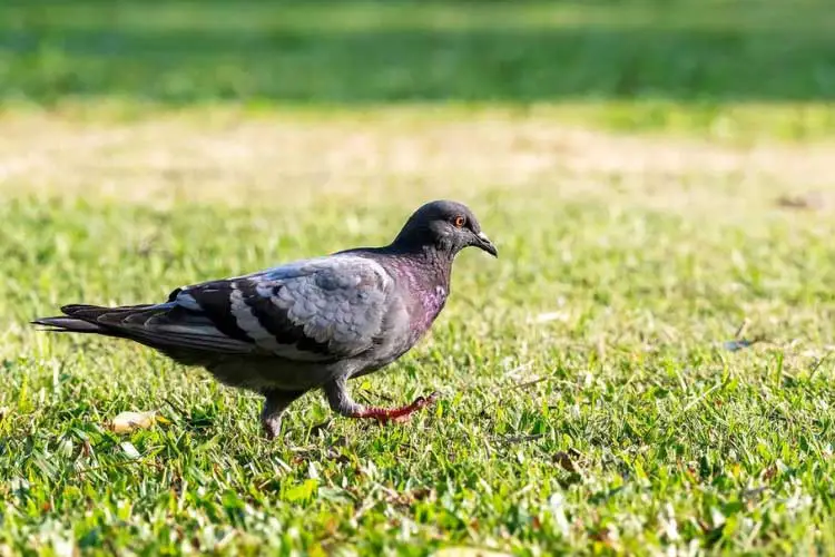 Do Pigeons Eat Mealworms