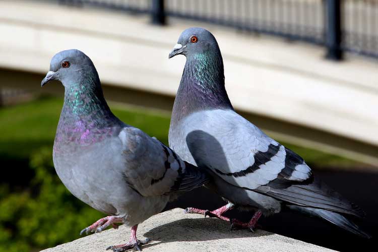 Do Pigeons Eat Meat? A Bird With Herbivore and Omnivorous Nature