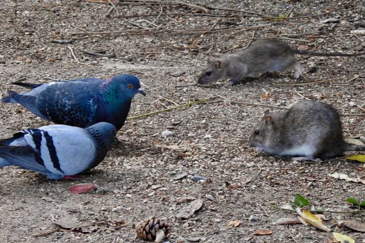 Do Pigeons Eat Mice? [Everything You Need To Know]