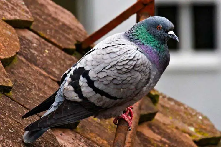 Do Pigeons Eat Other Birds’ Eggs