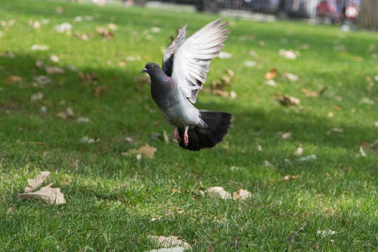 Do Pigeons Eat Other Birds? Everything You Need To Know