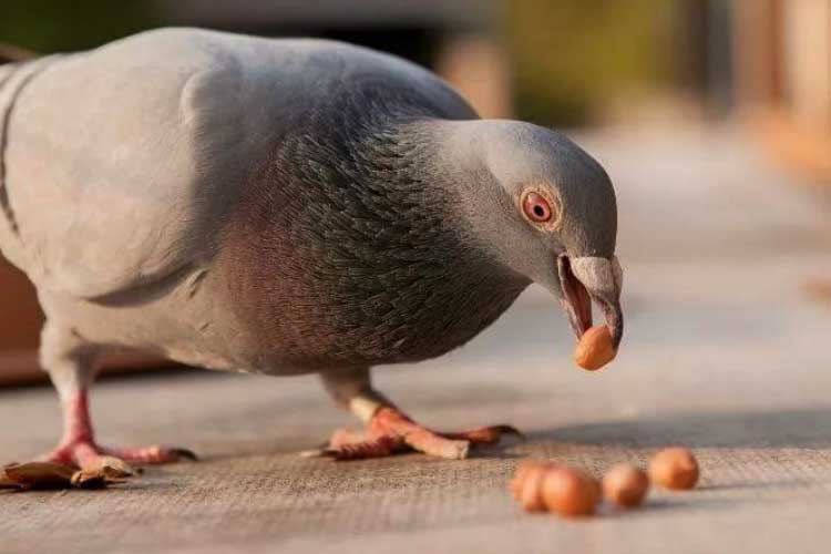 Do Pigeons Eat Peanuts