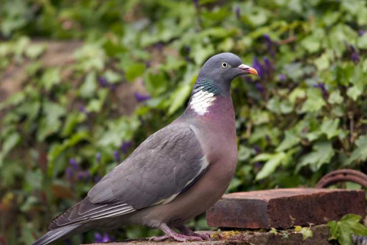 Do Pigeons Eat Plants? – Is This A Healthy Diet For Them?