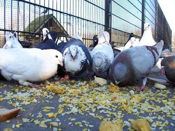 Do Pigeons Eat Rice