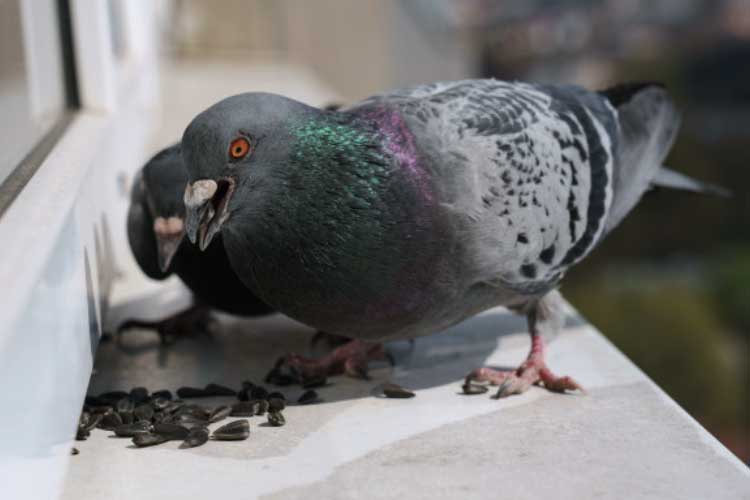 Do Pigeons Eat Sunflower Seeds