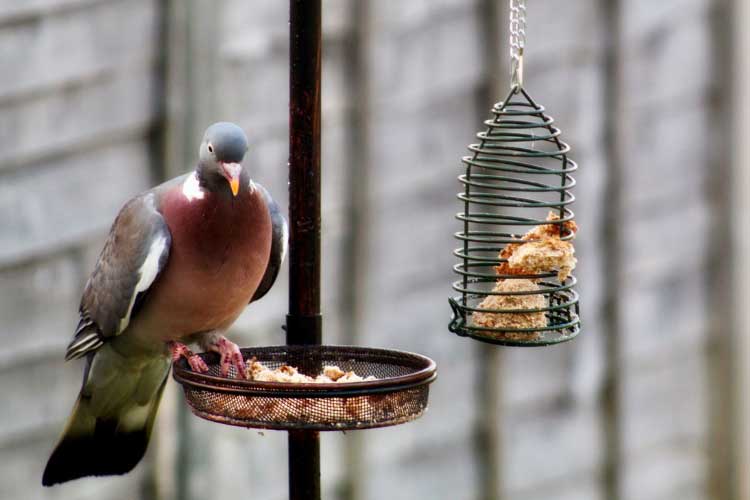 Do Pigeons Eat from Bird Feeders