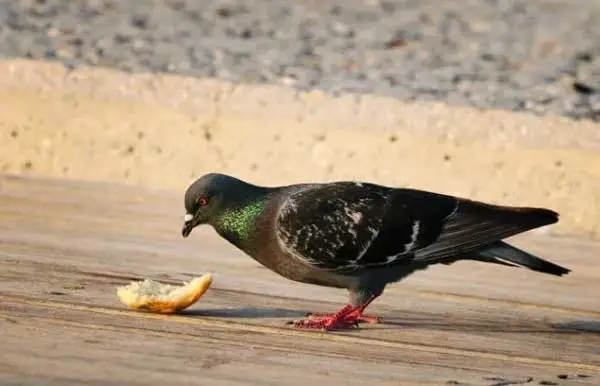 Do Pigeons Like Bread